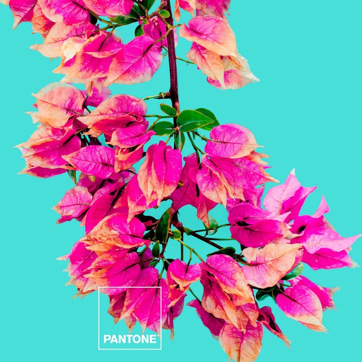 V14HD91F43C5C90279A55109A20916983403R3399549P2